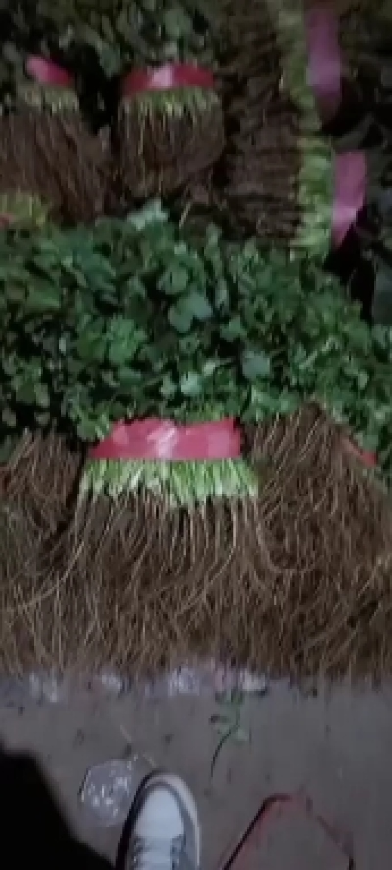 香菜河北邯郸香菜专业种植基地诚信经营有需要的老板联我