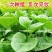 大叶木耳菜种子小青菜爬藤蔬菜种籽四季播春夏秋冬季种植