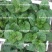 大叶木耳菜种子小青菜爬藤蔬菜种籽四季播春夏秋冬季种植