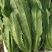 油麦菜河北邯郸油麦菜大量上市诚信经营,