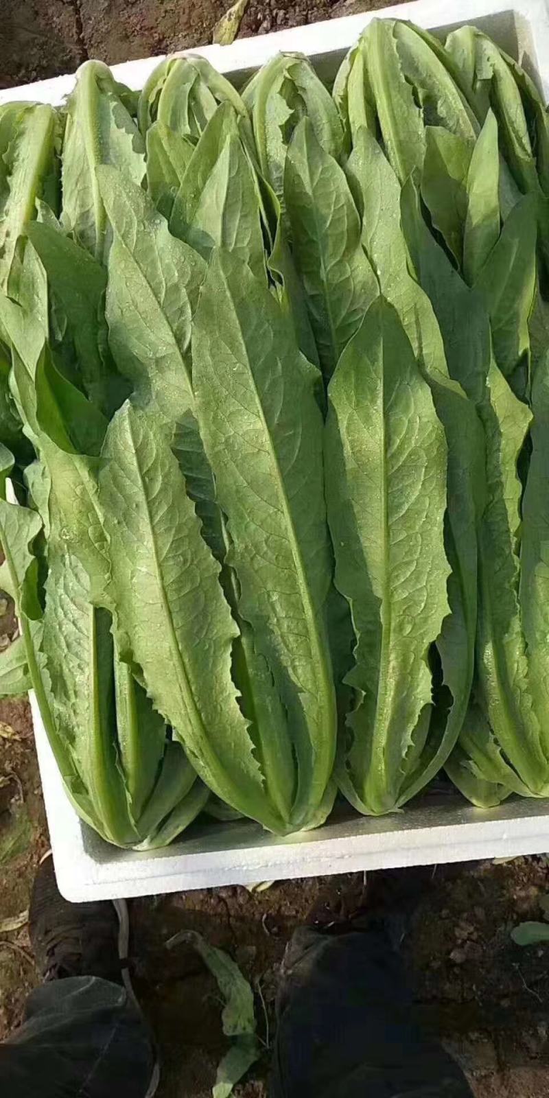 油麦菜河北邯郸油麦菜大量上市诚信经营，