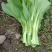 【精选】四川白菜苔新鲜上市量大质优欢迎选购