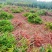 蜂糖李苗李子苗基地直发两年挂果长势好