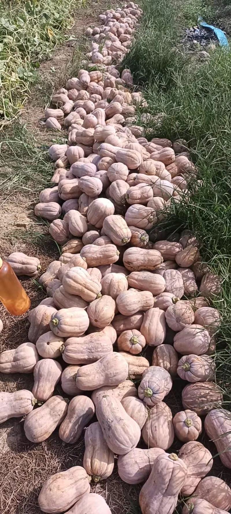 花生南瓜，奶油南瓜，小糯仔南瓜，粉糯香甜