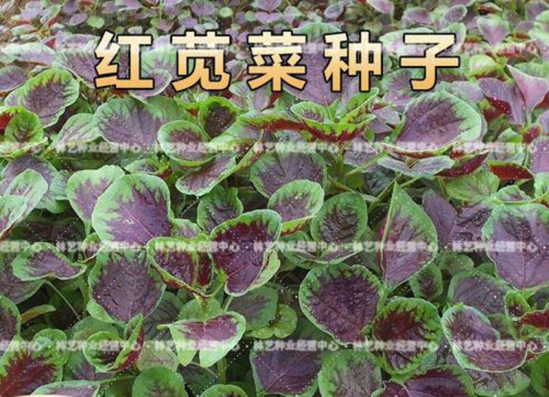 圆叶红苋菜种子阳台盆栽蔬菜种子易发芽四季播种小菜种子
