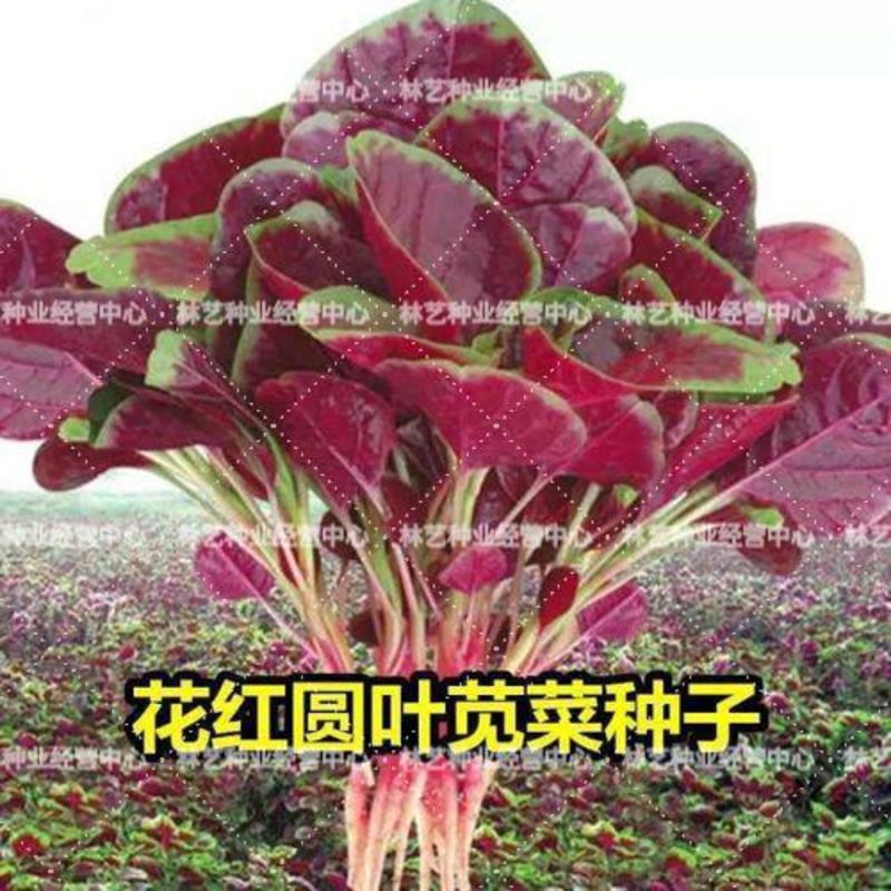 圆叶红苋菜种子阳台盆栽蔬菜种子易发芽四季播种小菜种子