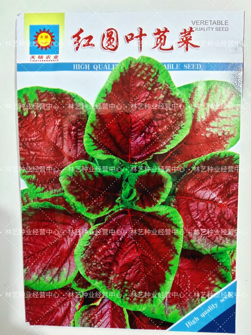 圆叶红苋菜种子阳台盆栽蔬菜种子易发芽四季播种小菜种子