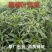柳叶青苋菜种子竹叶青绿笕菜汗汉菜种籽农家蔬菜野菜青菜种孑