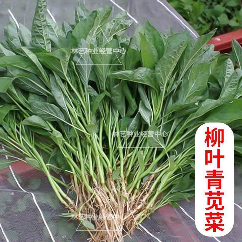柳叶青苋菜种子竹叶青绿笕菜汗汉菜种籽农家蔬菜野菜青菜种孑