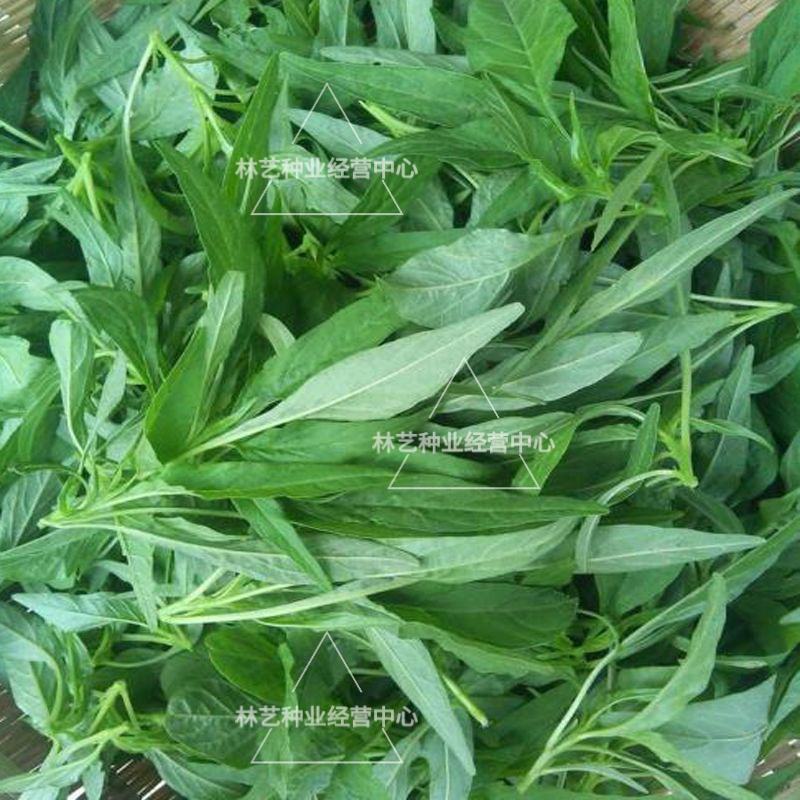 柳叶青苋菜种子竹叶青绿笕菜汗汉菜种籽农家蔬菜野菜青菜种孑