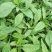 柳叶青苋菜种子竹叶青绿笕菜汗汉菜种籽农家蔬菜野菜青菜种孑