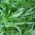 柳叶青苋菜种子竹叶青绿笕菜汗汉菜种籽农家蔬菜野菜青菜种孑