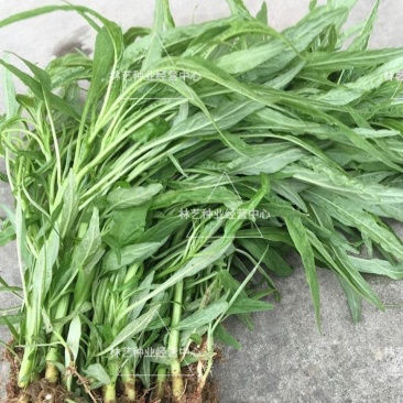 柳叶青苋菜种子竹叶青绿笕菜汗汉菜种籽农家蔬菜野菜青菜种孑