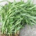柳叶青苋菜种子竹叶青绿笕菜汗汉菜种籽农家蔬菜野菜青菜种孑