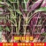 红柳叶苋菜种子红圆叶尖叶旱菜抗热耐涝尖叶苋菜野菜四季易播