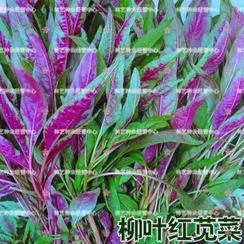 红柳叶苋菜种子红圆叶尖叶旱菜抗热耐涝尖叶苋菜野菜四季易播
