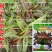 红柳叶苋菜种子红圆叶尖叶旱菜抗热耐涝尖叶苋菜野菜四季易播