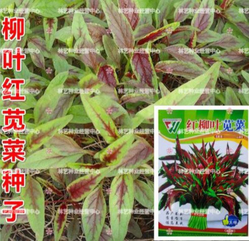 红柳叶苋菜种子红圆叶尖叶旱菜抗热耐涝尖叶苋菜野菜四季易播