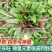红柳叶苋菜种子红圆叶尖叶旱菜抗热耐涝尖叶苋菜野菜四季易播