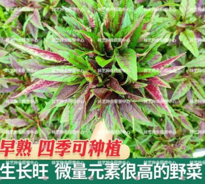 红柳叶苋菜种子红圆叶尖叶旱菜抗热耐涝尖叶苋菜野菜四季易播