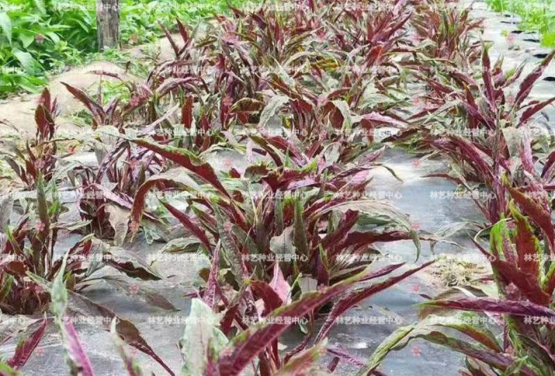 红柳叶苋菜种子红圆叶尖叶旱菜抗热耐涝尖叶苋菜野菜四季易播