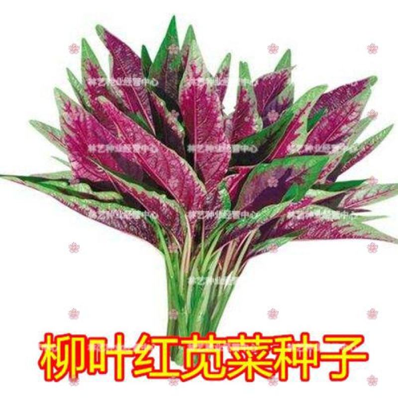 红柳叶苋菜种子红圆叶尖叶旱菜抗热耐涝尖叶苋菜野菜四季易播