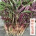 红柳叶苋菜种子红圆叶尖叶旱菜抗热耐涝尖叶苋菜野菜四季易播