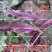 红柳叶苋菜种子红圆叶尖叶旱菜抗热耐涝尖叶苋菜野菜四季易播