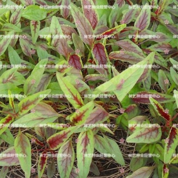 红柳叶苋菜种子红圆叶尖叶旱菜抗热耐涝尖叶苋菜野菜四季易播