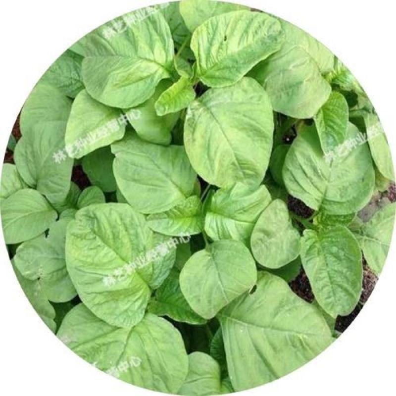 耐热白圆叶苋菜种子蔬菜种子超嫩金黄白苋菜的种子