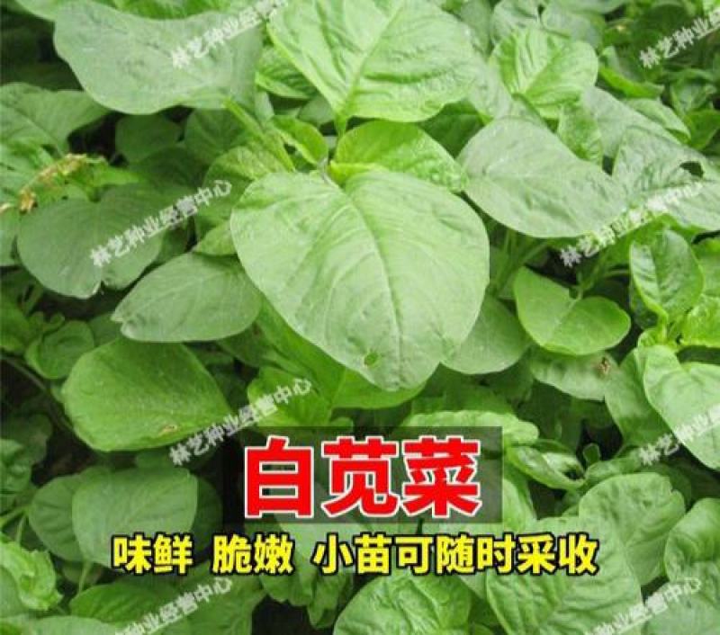 耐热白圆叶苋菜种子蔬菜种子超嫩金黄白苋菜的种子