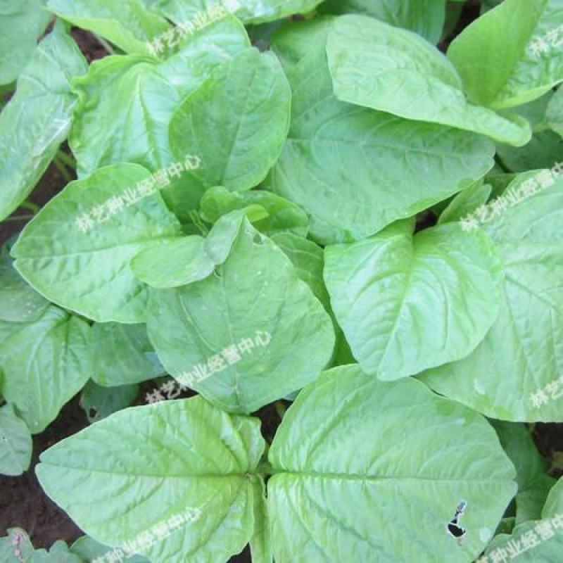 耐热白圆叶苋菜种子蔬菜种子超嫩金黄白苋菜的种子