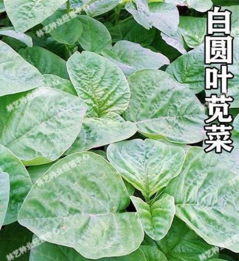耐热白圆叶苋菜种子蔬菜种子超嫩金黄白苋菜的种子