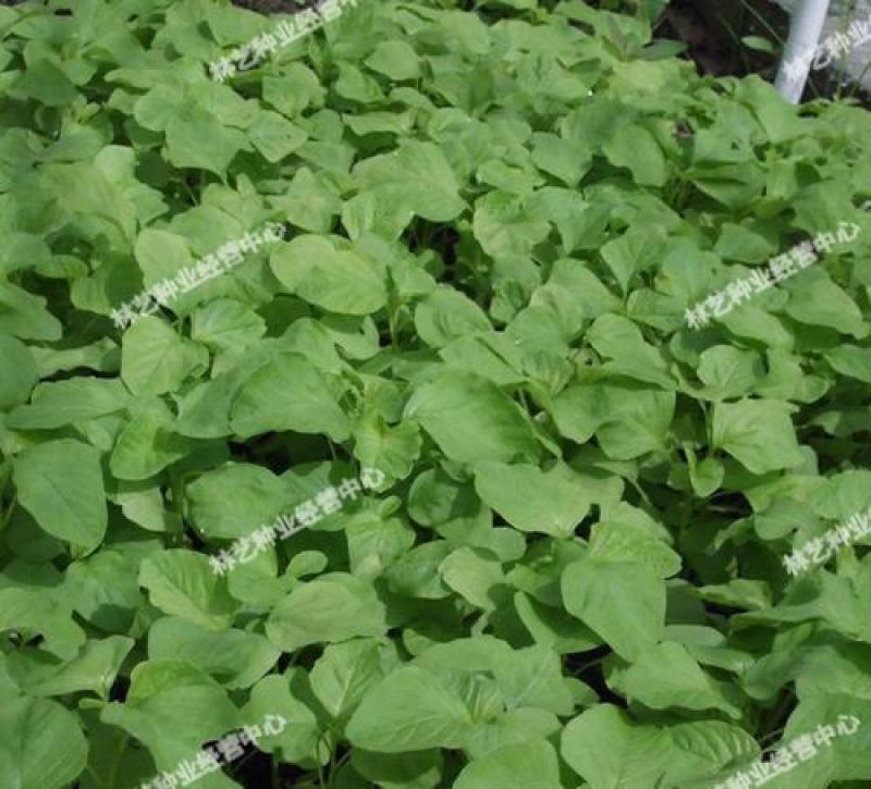 耐热白圆叶苋菜种子蔬菜种子超嫩金黄白苋菜的种子