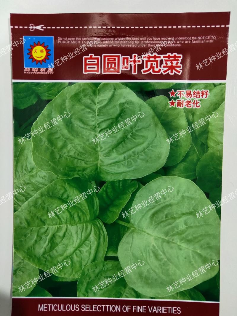 耐热白圆叶苋菜种子蔬菜种子超嫩金黄白苋菜的种子