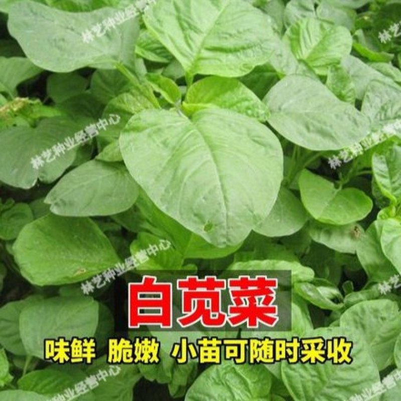 耐热白圆叶苋菜种子蔬菜种子超嫩金黄白苋菜的种子