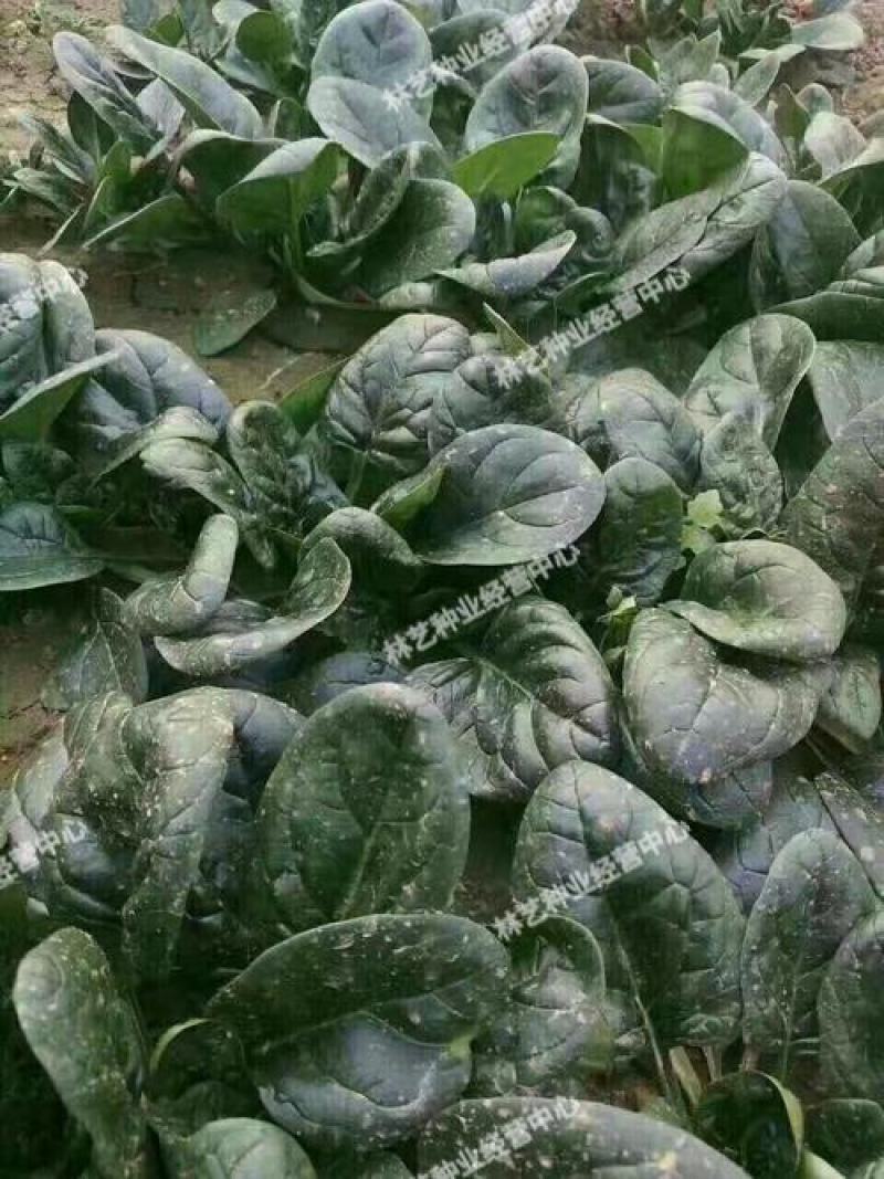 大叶菠菜种子四季易种田园盆栽菠菜籽种子抗病耐热耐寒越冬