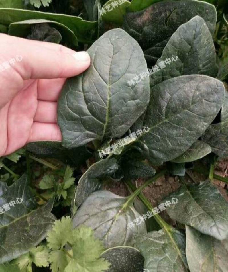 大叶菠菜种子四季易种田园盆栽菠菜籽种子抗病耐热耐寒越冬