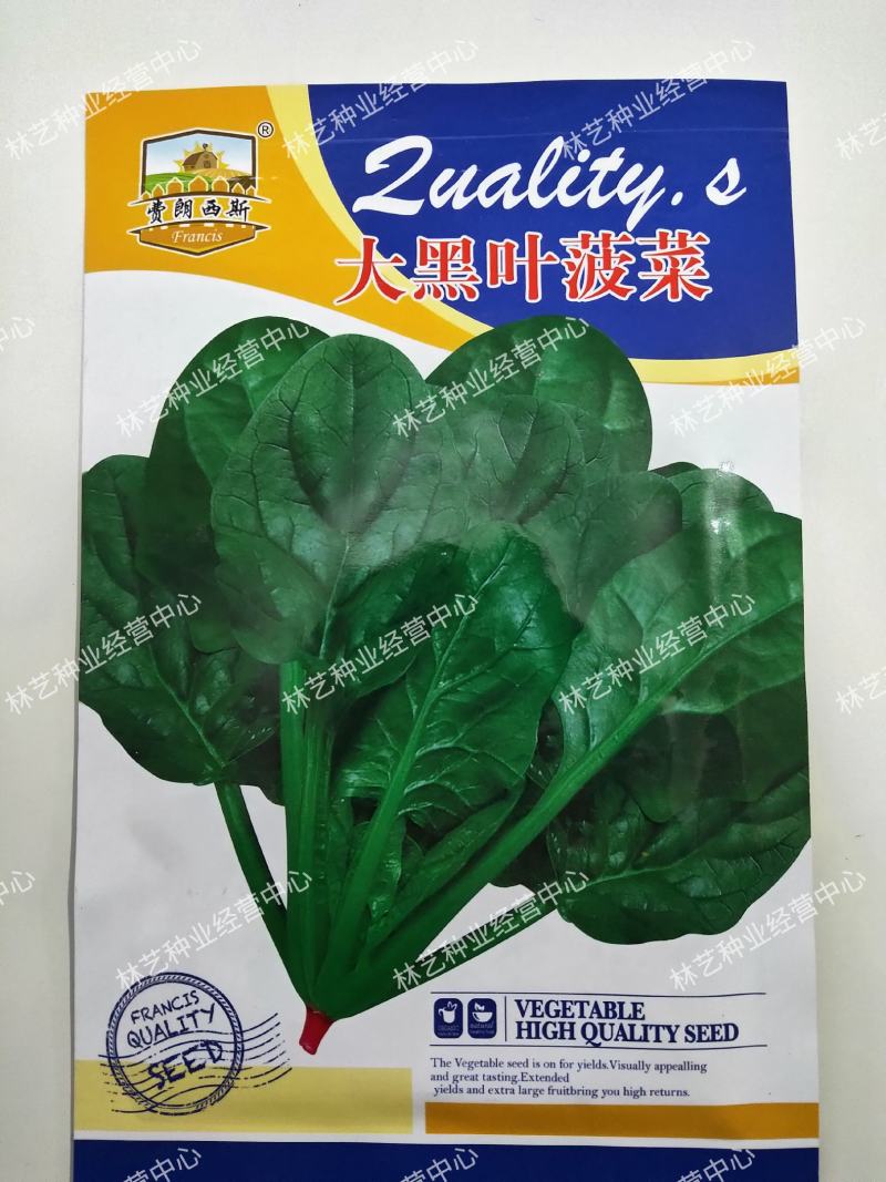 大叶菠菜种子四季易种田园盆栽菠菜籽种子抗病耐热耐寒越冬