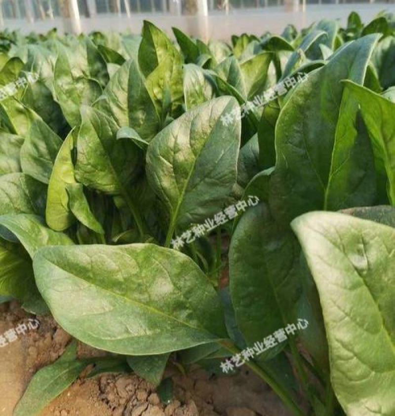 大叶菠菜种子四季易种田园盆栽菠菜籽种子抗病耐热耐寒越冬