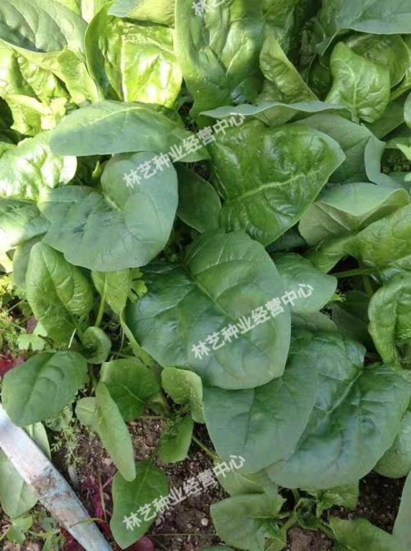 大叶菠菜种子四季蔬菜秋冬籽种阳台籽耐热菜种盆栽菠菜子菜籽