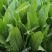 大叶菠菜种子四季蔬菜秋冬籽种阳台籽耐热菜种盆栽菠菜子菜籽