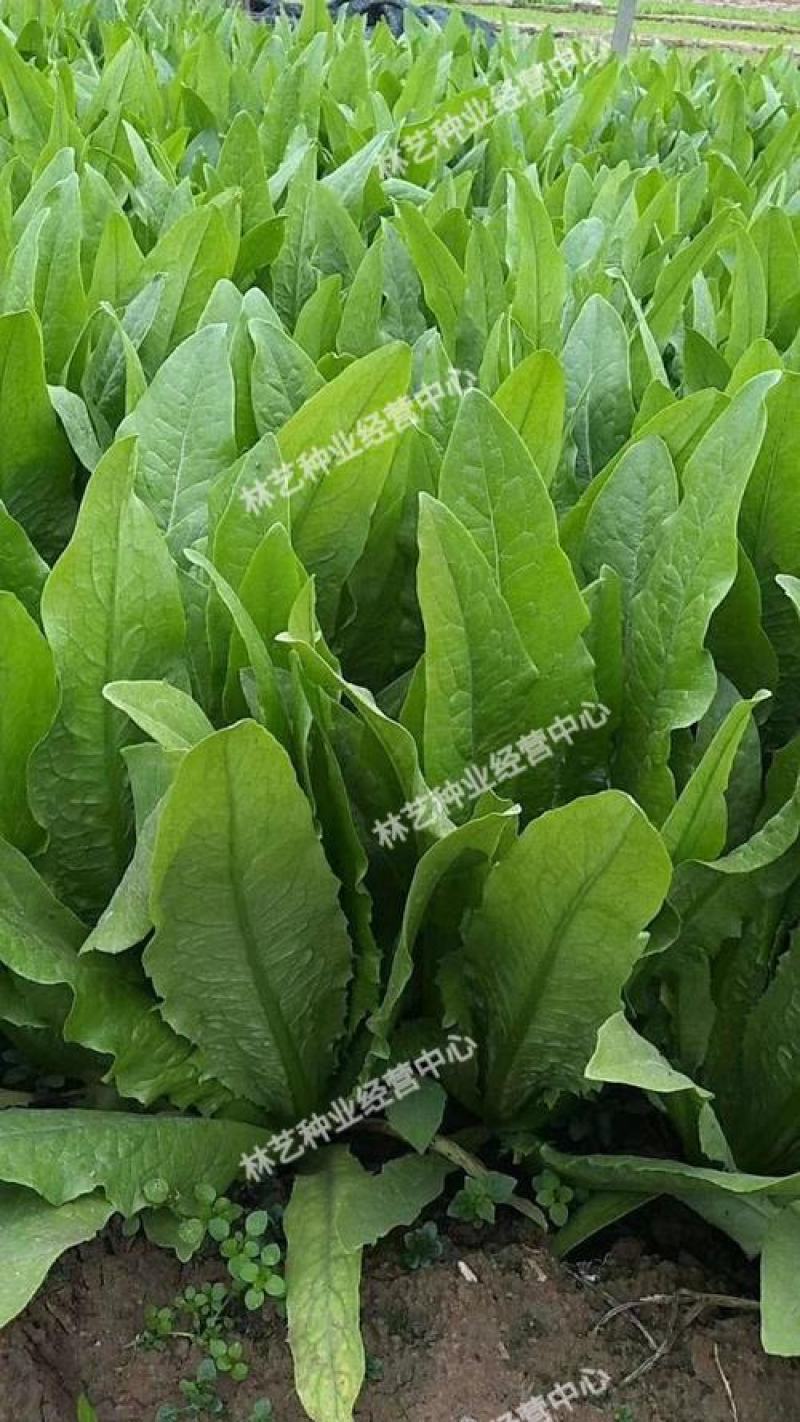 大叶菠菜种子四季蔬菜秋冬籽种阳台籽耐热菜种盆栽菠菜子菜籽
