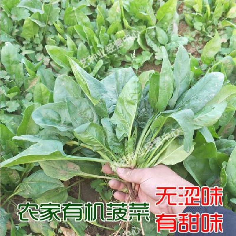 大叶菠菜种子四季蔬菜秋冬籽种阳台籽耐热菜种盆栽菠菜子菜籽