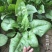 大叶菠菜种子四季蔬菜秋冬籽种阳台籽耐热菜种盆栽菠菜子菜籽