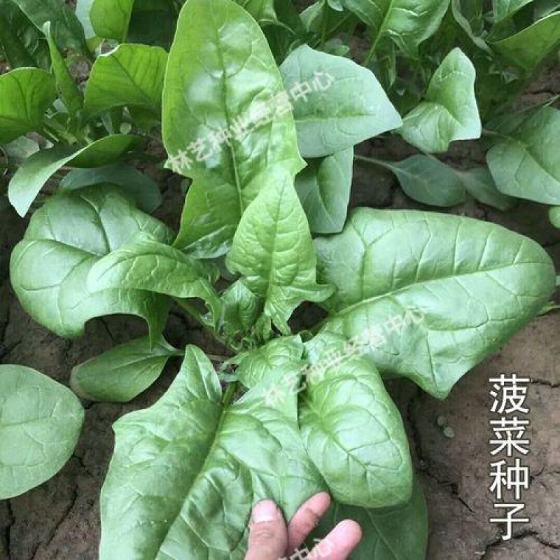 大叶菠菜种子四季蔬菜秋冬籽种阳台籽耐热菜种盆栽菠菜子菜籽