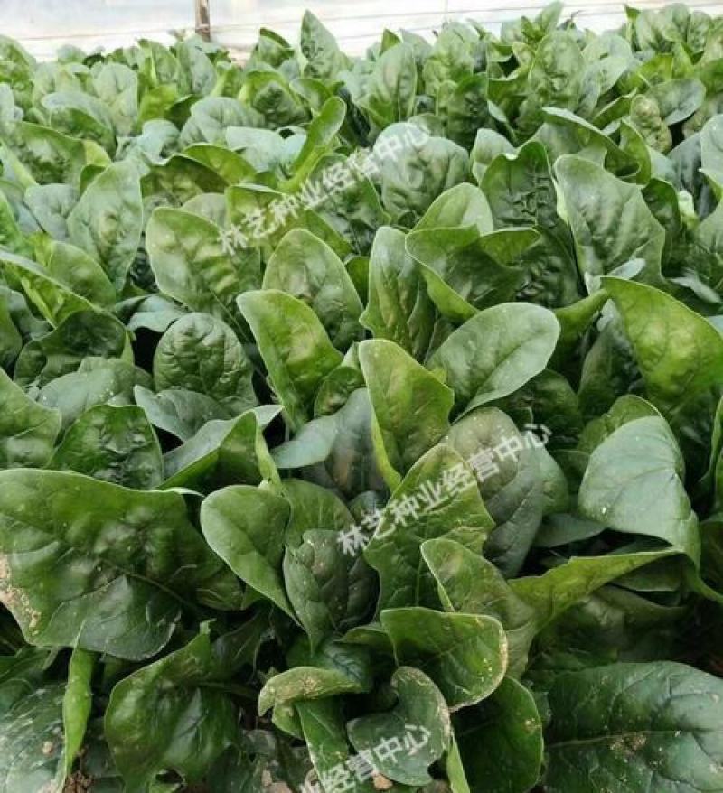 大叶菠菜种子四季蔬菜秋冬籽种阳台籽耐热菜种盆栽菠菜子菜籽