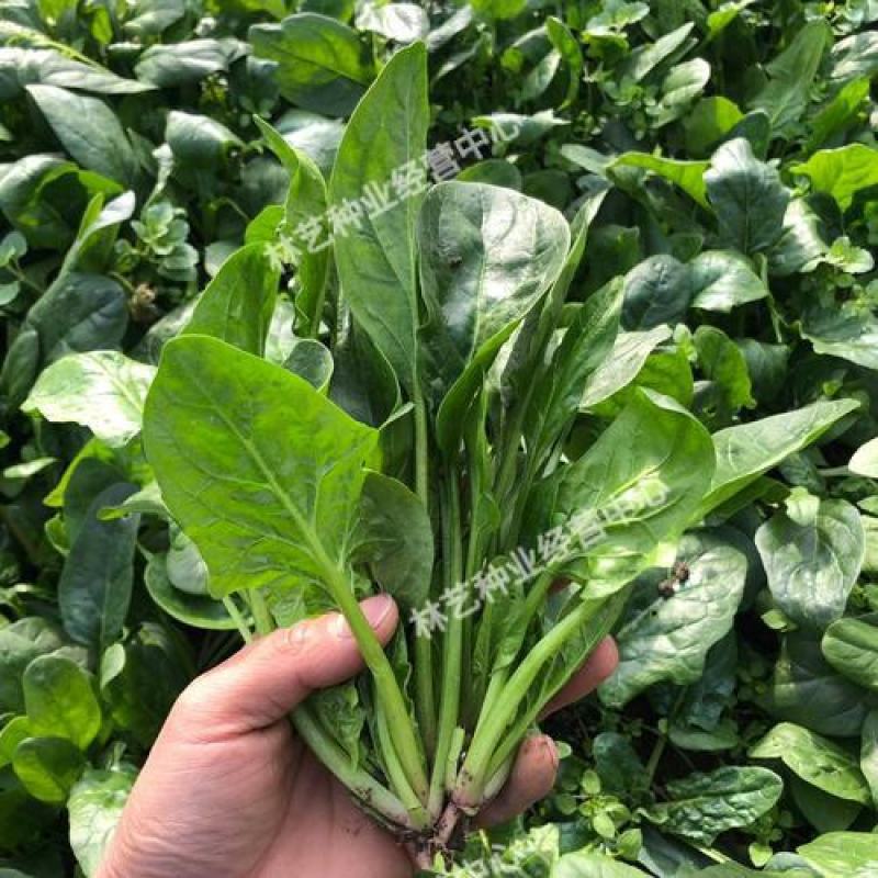 大叶菠菜种子四季蔬菜秋冬籽种阳台籽耐热菜种盆栽菠菜子菜籽