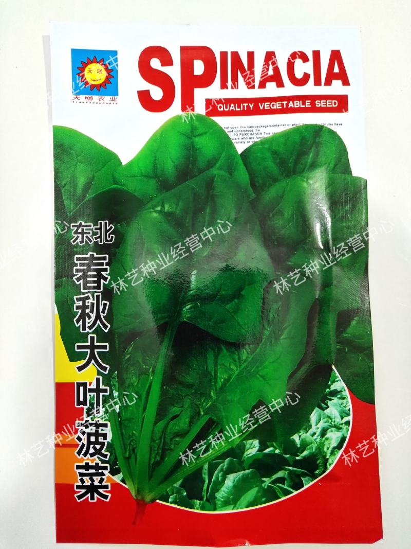 大叶菠菜种子四季蔬菜秋冬籽种阳台籽耐热菜种盆栽菠菜子菜籽