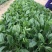 菠菜籽种子大叶全能菠菜耐寒耐热菠菜种籽秋冬春季农家田蔬菜